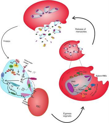 Signaling Strategies of Malaria Parasite for Its Survival, Proliferation, and Infection during Erythrocytic Stage